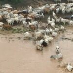 flood1